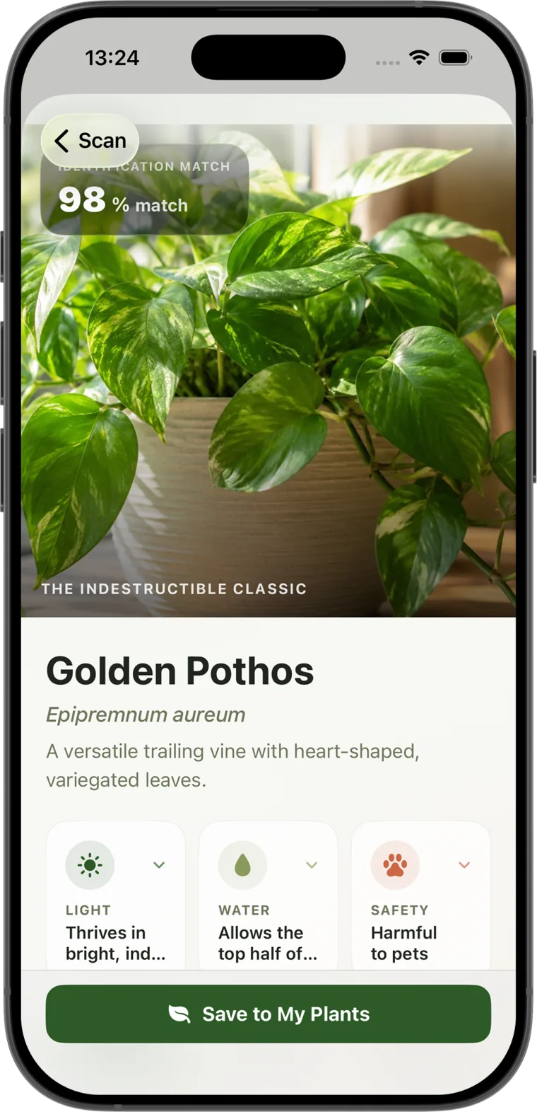 Plant Identifier recognizing a Golden Pothos